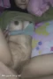 Vid 20231031 35236666 Genjot Istri Hijaber Hamil Muda